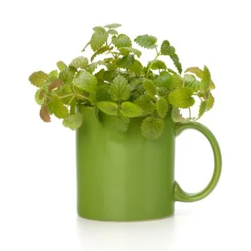 Herbal peppermint tea cup Stock Photos