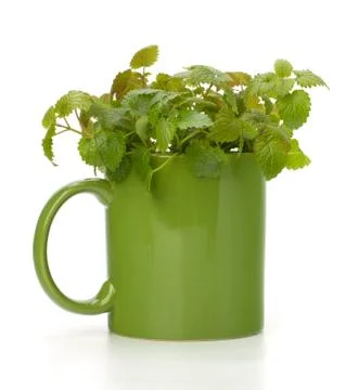 Herbal peppermint tea cup Stock Photos