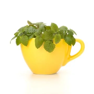 Herbal peppermint tea cup Stock Photos