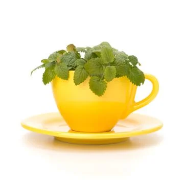 Herbal peppermint tea cup Stock Photos