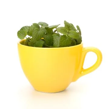 Herbal peppermint tea cup Stock Photos