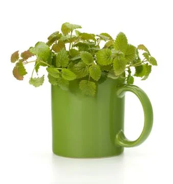 Herbal peppermint tea cup Stock Photos