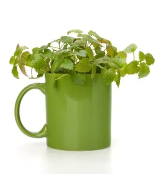 Herbal peppermint tea cup Stock Photos