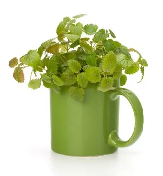 Herbal peppermint tea cup Stock Photos