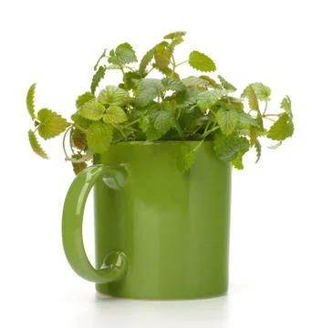 Herbal peppermint tea cup Stock Photos