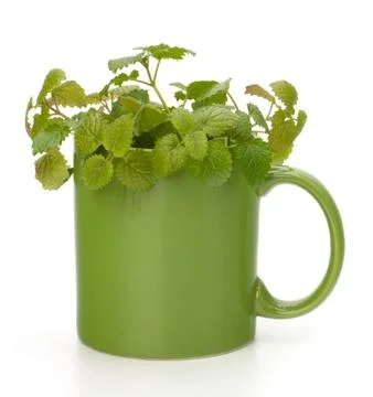 Herbal peppermint tea cup Stock Photos