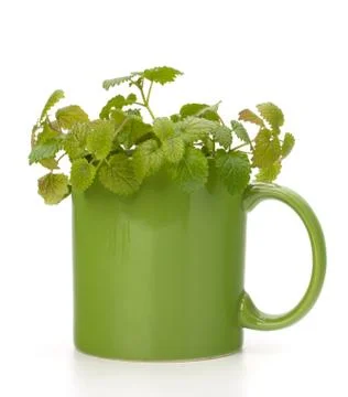 Herbal peppermint tea cup Stock Photos