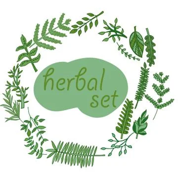 Herbal set, vector hand drawn illustration Stock Illustration