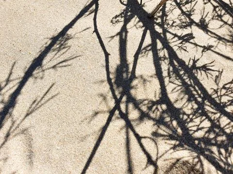 Herbal shadow on sandy beach. Top view, texture. 写真素材