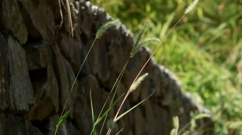 Herbal spikes Stock Footage 8764757