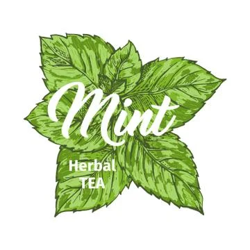 Herbal Tea with Fresh Mint Logo Template. Isolated Hand Drawn Marker Painting Stock Illustration