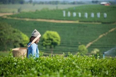 Herbal tea Stock Photos