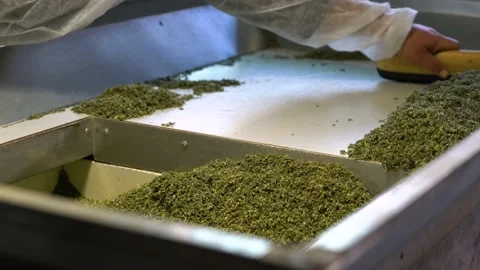 Herbal tea processing in production line. Video stock 143390585