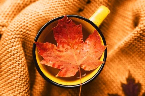 Herbal tea in yellow mug with maple leaf on knitted scarf Stock Photos