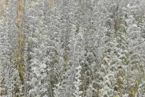 Herbal texture Stock Photos