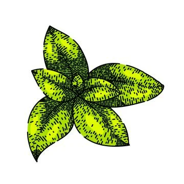 Herbal thyme leaf sketch hand drawn vector Stock Illustration