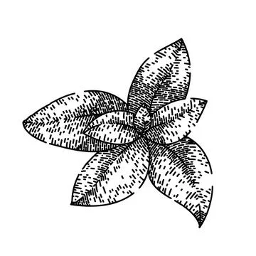 Herbal thyme leaf sketch hand drawn vector Stock Illustration