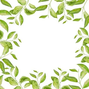 Herbal vector watercolor frame. Hand painted green branches on white backgr.. 스톡 일러스트