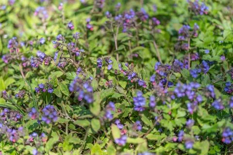 Herbal violet patch evoking wellness with soft purple flowers, textured leave 写真素材