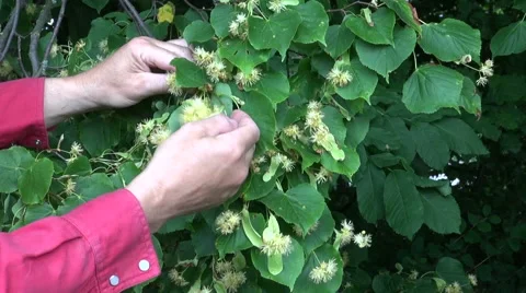 Herbalist pick linden lime tree medical blossoms Stock Footage 53349378