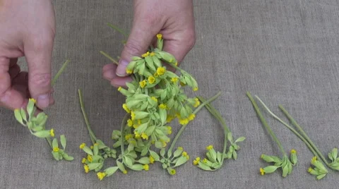 Herbalist put fresh spring  cowslip medical flowers on table Stock Footage 46573165