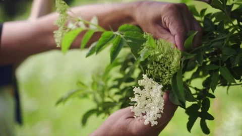 Herbalist showing Elderflower Stock Footage 148648620