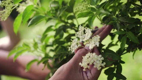 Herbalist showing Elderflower Stock Footage 148648634