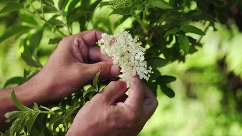 Herbalist showing Elderflower Stock Footage 148648635
