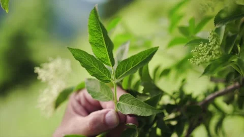 Herbalist showing Elderflower Leaf Stock Footage 148648622