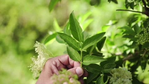 Herbalist showing Elderflower Leaf Stock Footage 148648632
