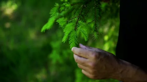 Herbalist showing Pine Tree Stock Footage 148648641