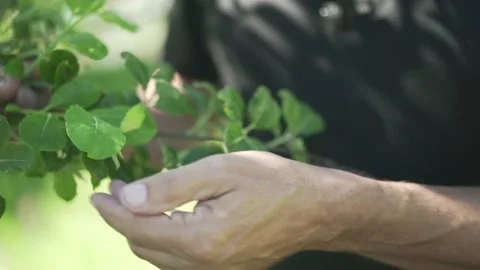 Herbalist showing willow Stock Footage 148648658