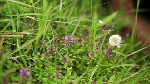 Herbalist shows Thyme Stock Footage 148648614