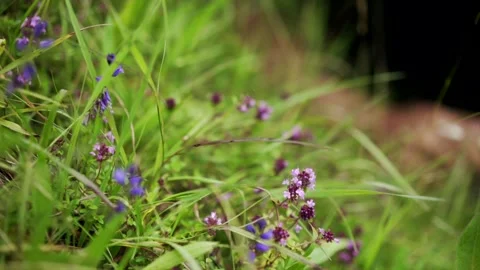 Herbalist shows Thyme Stock Footage 148648615