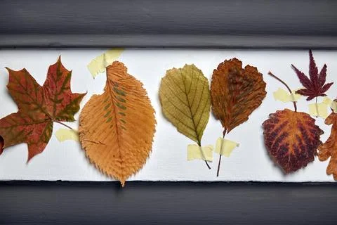 A herbarium of assorted fall leaves on a gray concrete wall Stock Photos