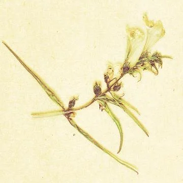 Herbarium collection Foto stock