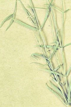 Herbarium collection Stock-Fotos