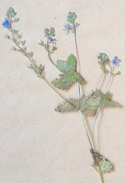 Herbarium collection Stock Photos