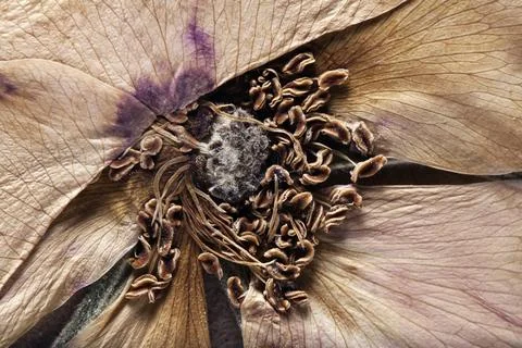 Herbarium collection Stock Photos