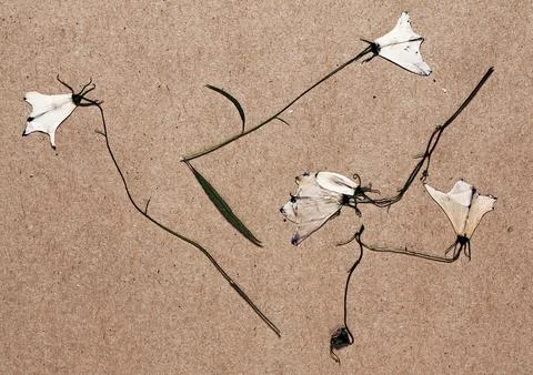 Herbarium collection Foto stock