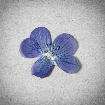 Herbarium collection Stock Photos