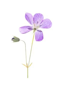 Herbarium collection Stock Photos