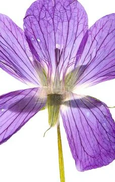 Herbarium collection Stock-Fotos