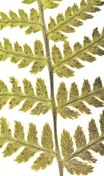 Herbarium collection Stock Photos