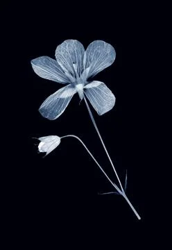 Herbarium collection Stock Photos