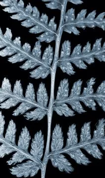 Herbarium collection Stock Photos
