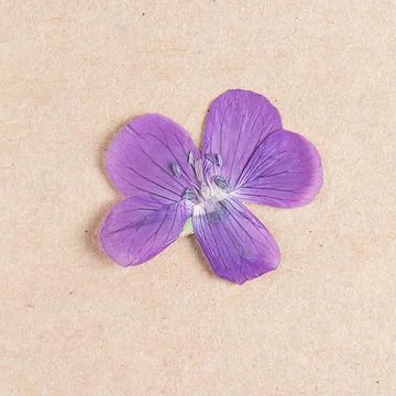 Herbarium collection Stock-Fotos