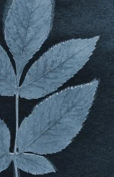 Herbarium collection Stock Photos