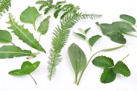 Herbarium Stock Photos