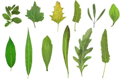 Herbarium 스톡 사진
